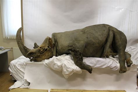 woolly rhino found.